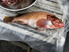 キジハタの釣果