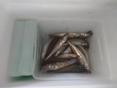 キスの釣果