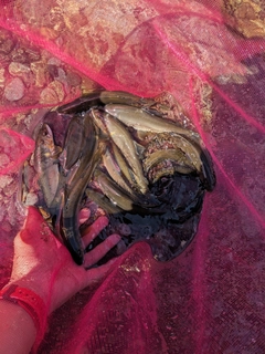 アユの釣果