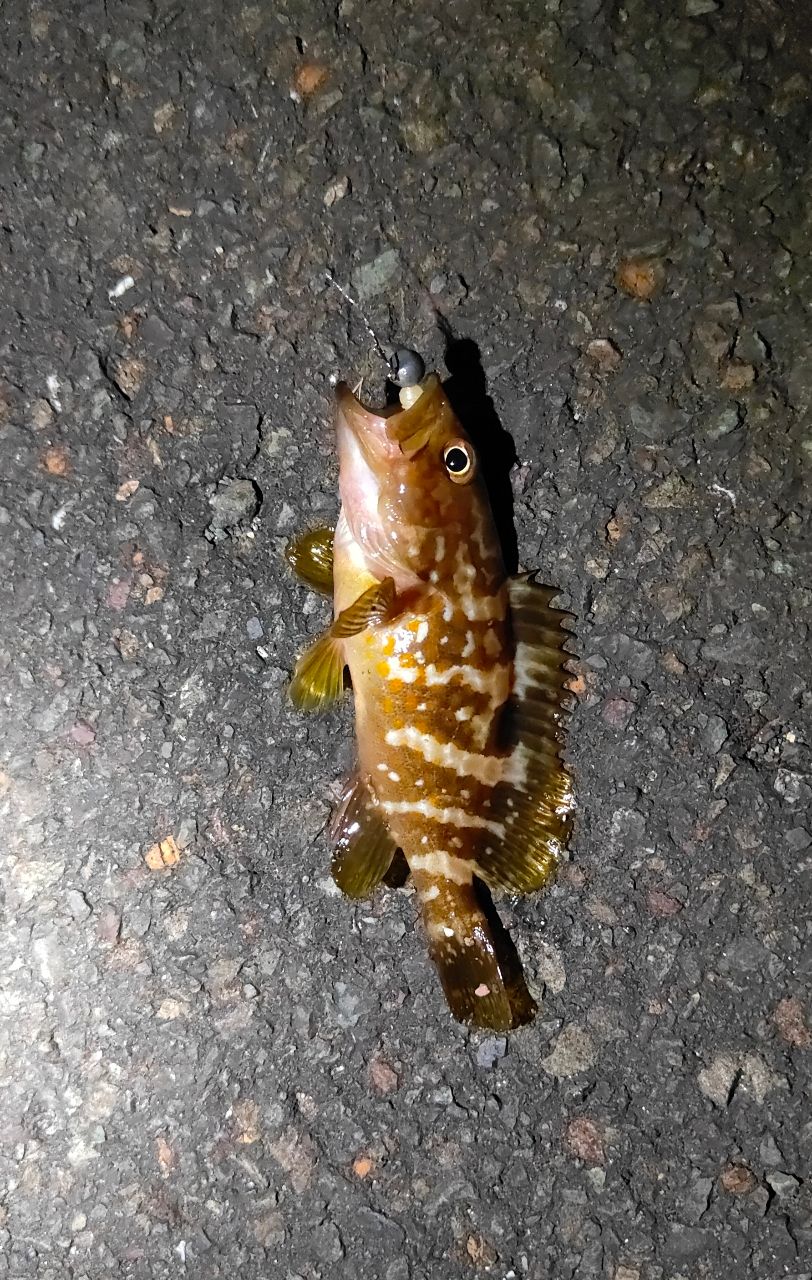 ガシラ