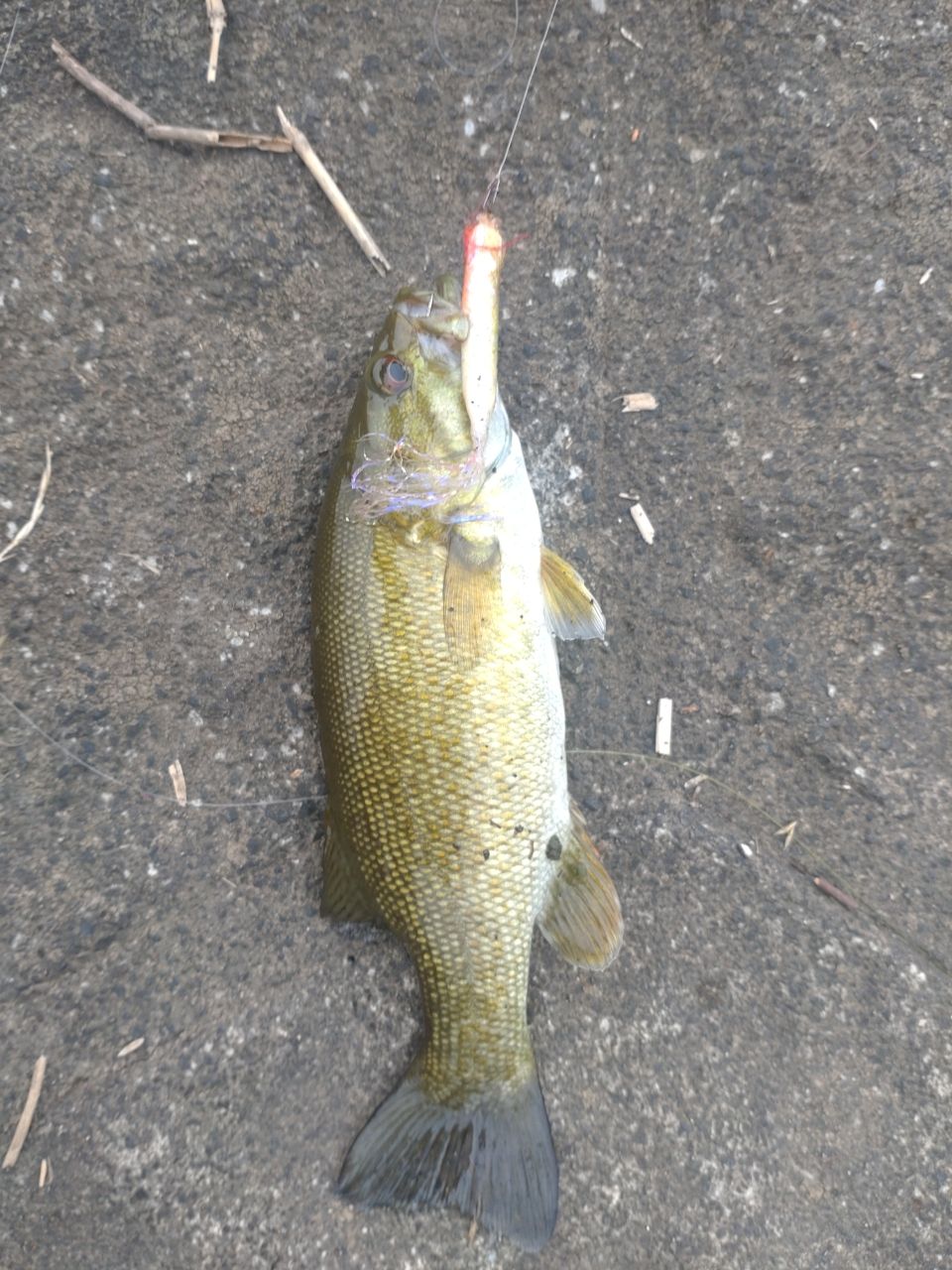 スモールマウスバス