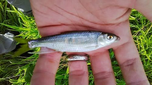 オイカワの釣果