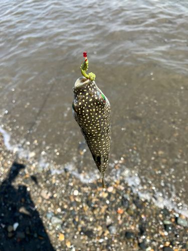 フグの釣果