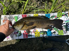 スモールマウスバスの釣果