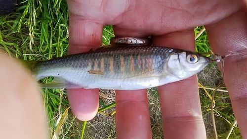 オイカワの釣果