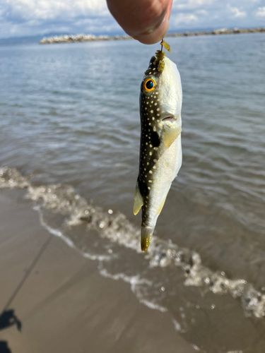 フグの釣果