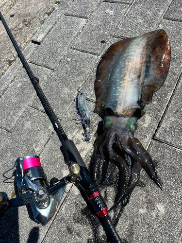 アオリイカの釣果