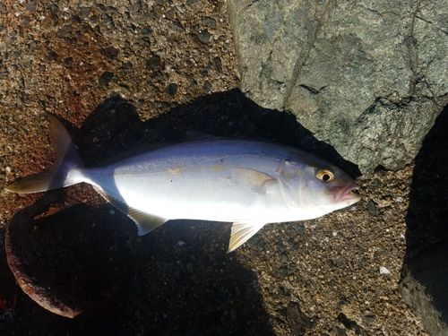 ネリゴの釣果