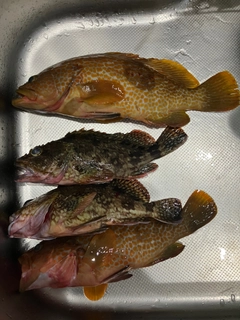 キジハタの釣果