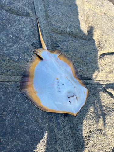 アカエイの釣果