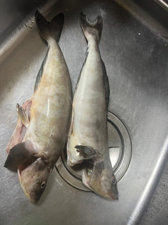 ホッケの釣果