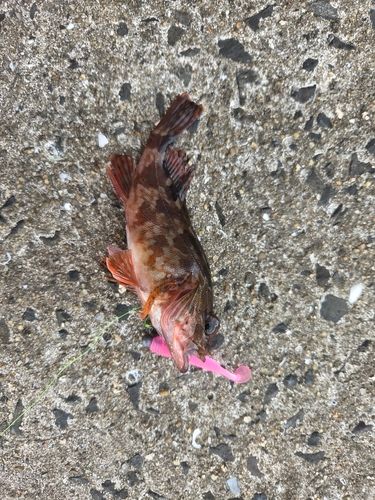 カサゴの釣果
