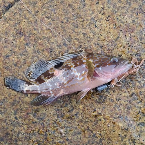 キジハタの釣果