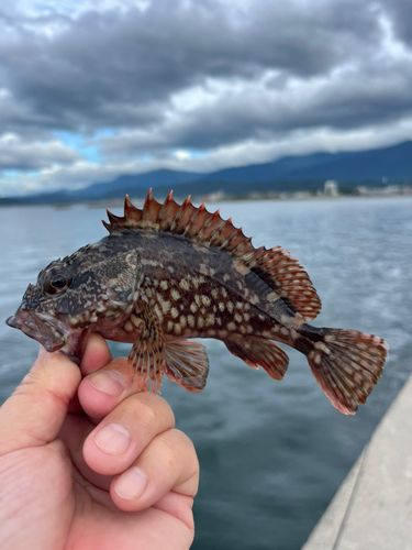 ガシラの釣果
