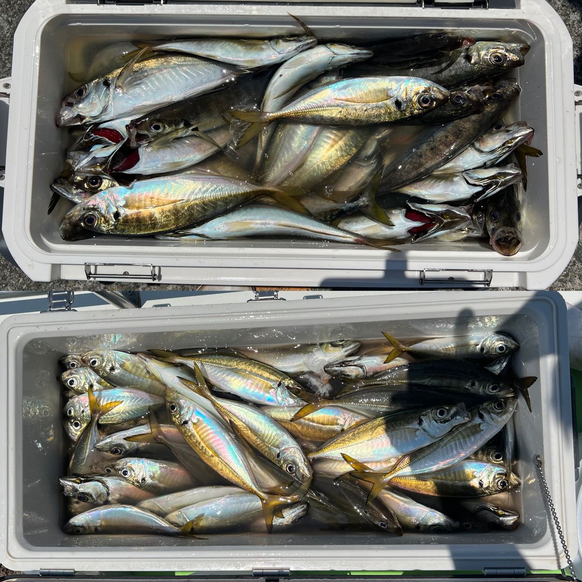 政信丸さんの釣果 3枚目の画像