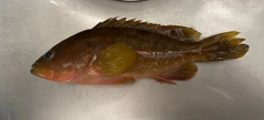 キジハタの釣果