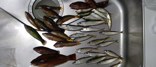 ベラの釣果
