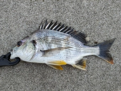 キビレの釣果