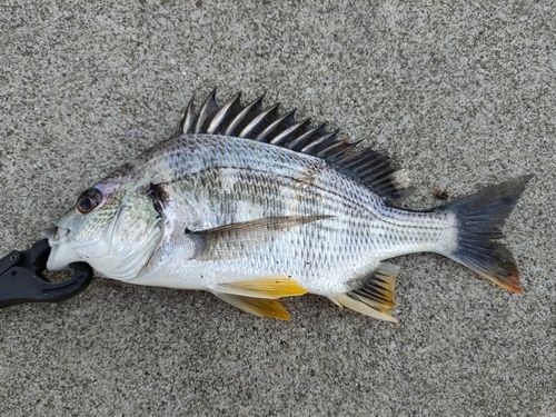 キビレの釣果
