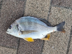 キビレの釣果