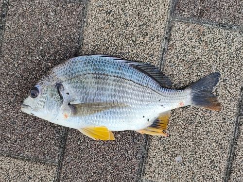 キビレの釣果