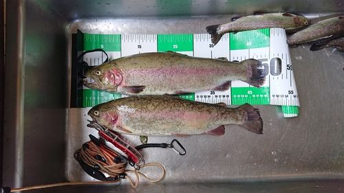 ホウライマスの釣果