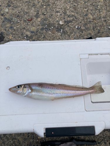 イシモチの釣果