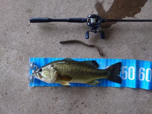 ブラックバスの釣果