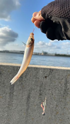 シロギスの釣果