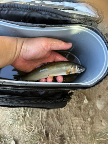アユの釣果