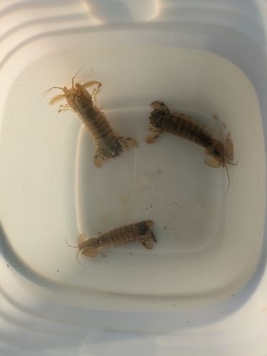 シャコの釣果