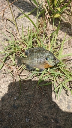 ブルーギルの釣果