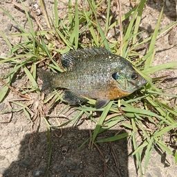 ブルーギル