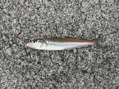 キスの釣果