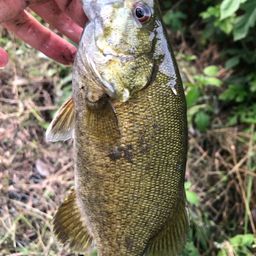 スモールマウスバス