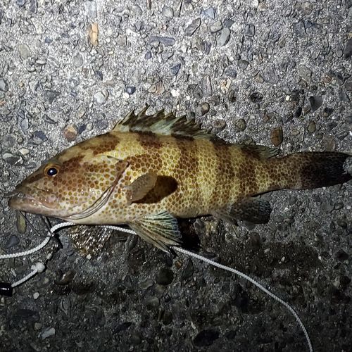 オオモンハタの釣果