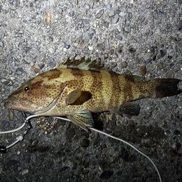 オオモンハタ