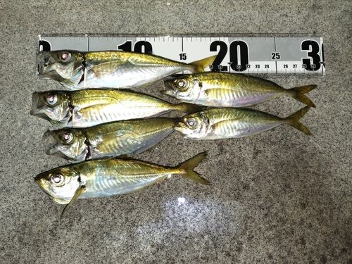 アジの釣果