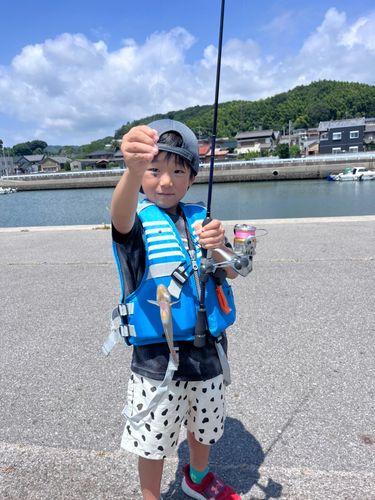 マハゼの釣果