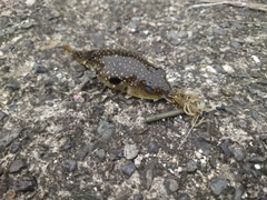 クサフグの釣果