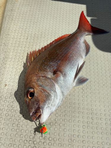 タイの釣果