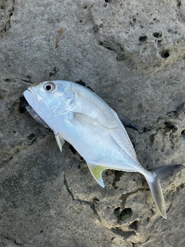 メッキの釣果