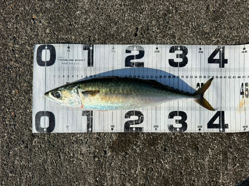 サバの釣果
