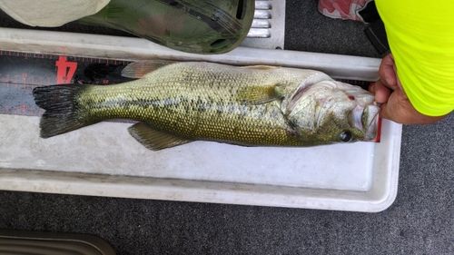 ブラックバスの釣果