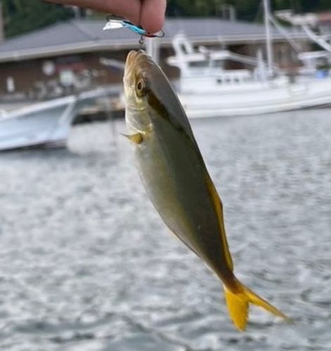 ショゴの釣果
