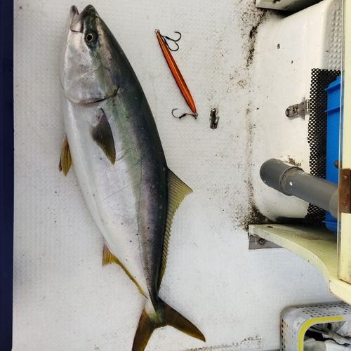 ワラサの釣果