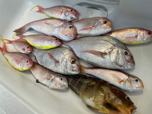 マダイの釣果
