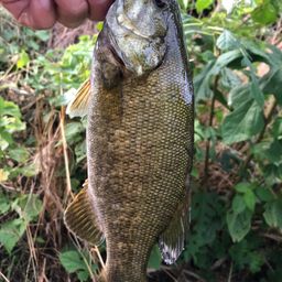 スモールマウスバス