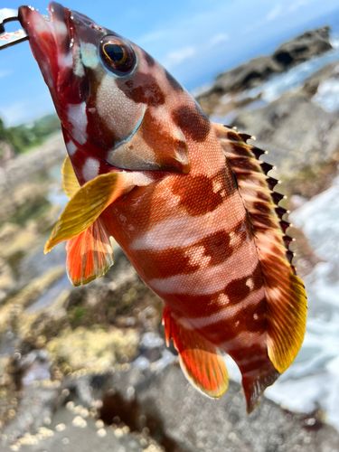 アカハタの釣果