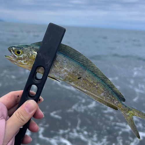 シイラの釣果